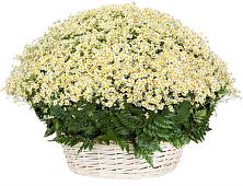 Цветочная композиция из Ромашки в корзине #REPLACE_PRED# Марьино Курской области